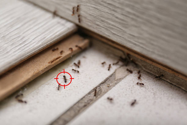 Best Pest Removal Services  in South Pasadena, CA